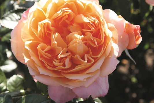 Crown Princess Margareta® (rampicante)