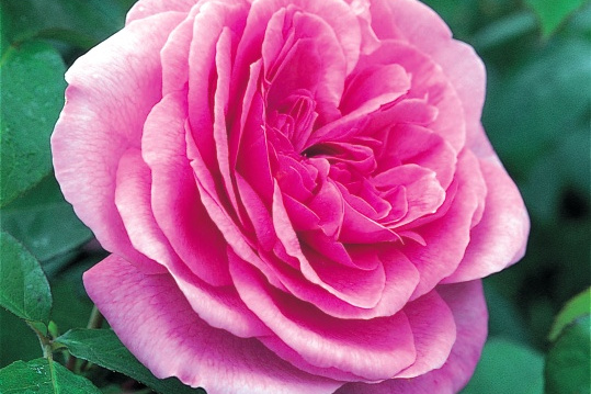 Gertrude Jekyll ®