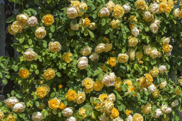 Graham Thomas® (rampicante)