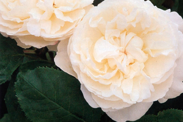 William and Catherine® rampicante