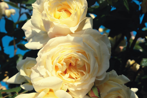 Elfe® (climbing rose)