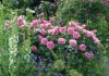 Gertrude Jekyll with Epilobium, Geranium Brookside