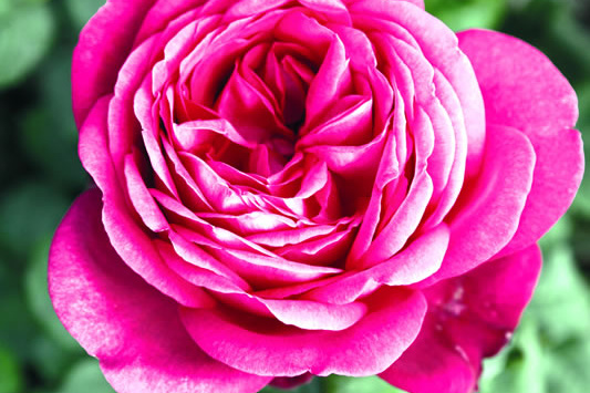 J. W. v. Goethe Rose®